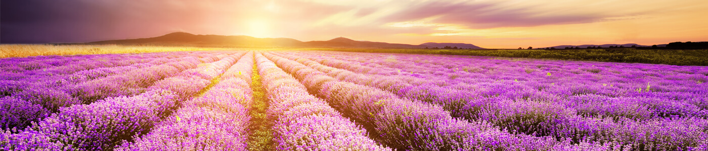 Field of lilocks at sunset