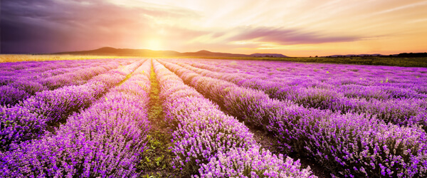 Field of lilocks at sunset