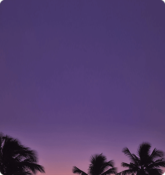 Palm tree silhouettes at dusk